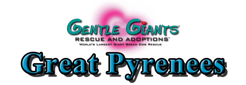Great Pyrenees at Gentle Giants Rescue and Adoptions